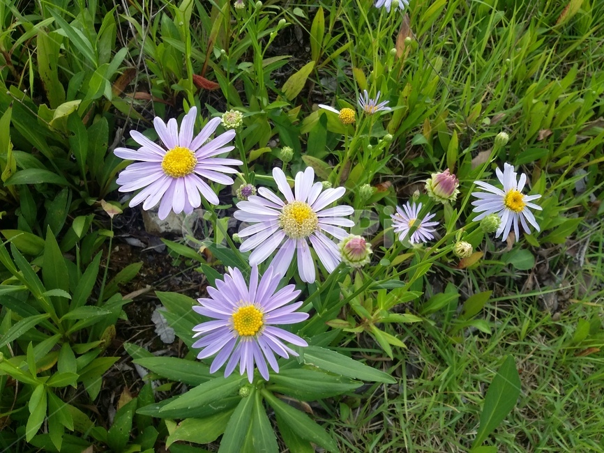 plant,식물,daisy,데이지,flower,꽃,daisies,blossom,식물,자연,plants,nature,꽃,flower