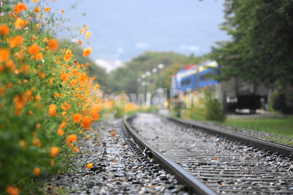 railroad,Gyeonghwa Station,autumn rain,autumn,Cosmos,Jinhae