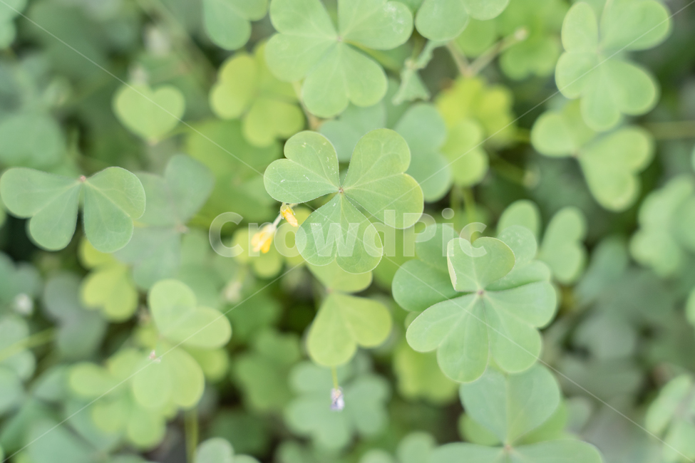식물,botanical,plant,풀,자연,식물,자연,plants,nature