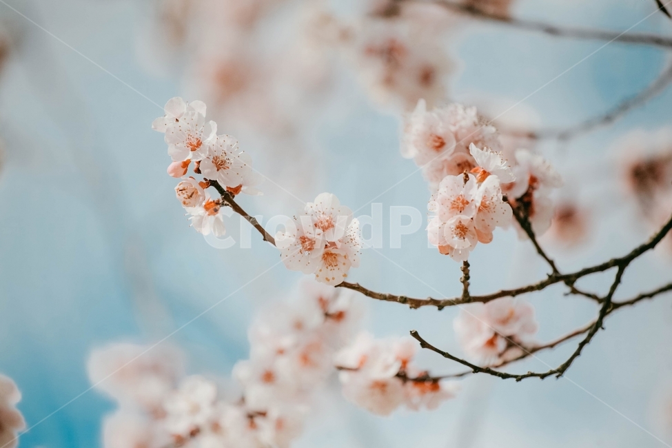 스냅,감성사진,필름,필름사진,필름느낌,사진,벚꽃,벚꽃여행,벚꽃축제,벚꽃사진,봄,계절,구름,여행,국내여행,자연,배경,풍경,배경사진,디자인,소스,봄,계절,spring,season,식물,자연,plants,nature,꽃,flower,감성,sensible,feeling,plant