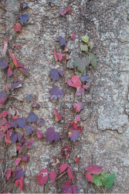 leaf,잎,plant,식물,ground
