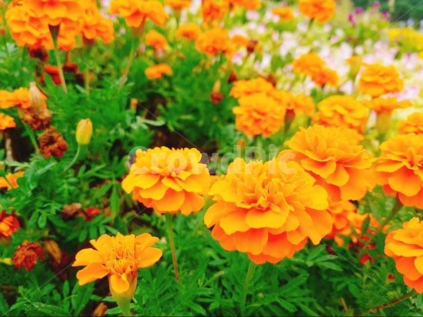 들꽃,국화,풀잎,공원,꽃밭,봄,여름,가을,겨울,식물,자연,plants,nature,꽃,flower