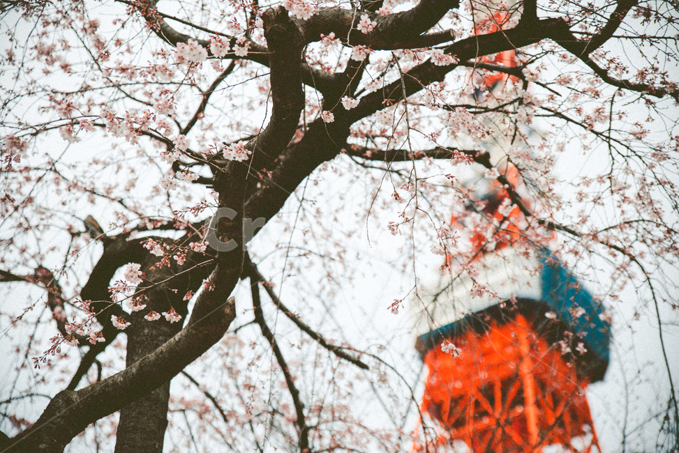 도쿄,도쿄타워,일본,빨간색,봄,벚꽃,건축물,랜드마크,벚나무,봄,계절,spring,season,랜드마크,landmark,tourist attraction,해외,외국,세계,foreign,oversea,world,세계랜드마크,해외랜드마크,외국랜드마크,world landmark,world tourist attraction,식물,자연,plants,nature,꽃,flower,감성,sensible,feeling,plant