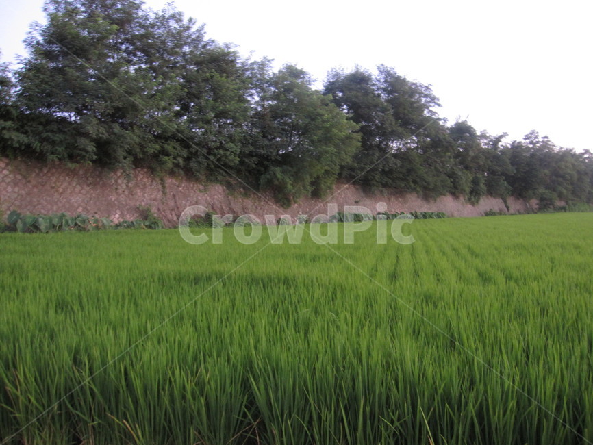 벼,asianrice,농사,풍경,자연,초록,논,힐링,시골,자연,풍경,nature,landscape,시골,마을,country,rural,town,산업,industry,industrial,농업,농사,agriculture,farming,farming industry,outdoors,옥외,grassland,목초지,field,들