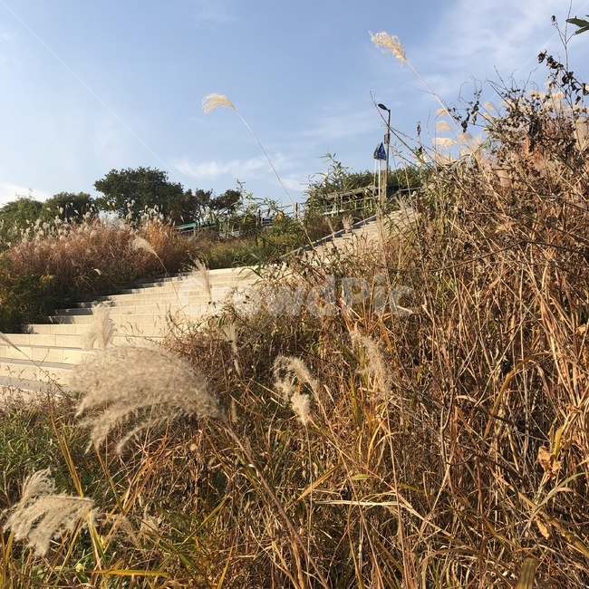 한강,갈대,풍경,가을,grass,reed,plant,lawn,계단측면,가을,계절,fall,autumn,season,잔디,식물