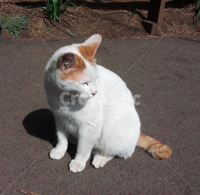 cat,고양이,애완동물,animal,동물,pet,포유류,길고양이,동물,animal,포유류,mammal,고양이,cat,kitten,kitty