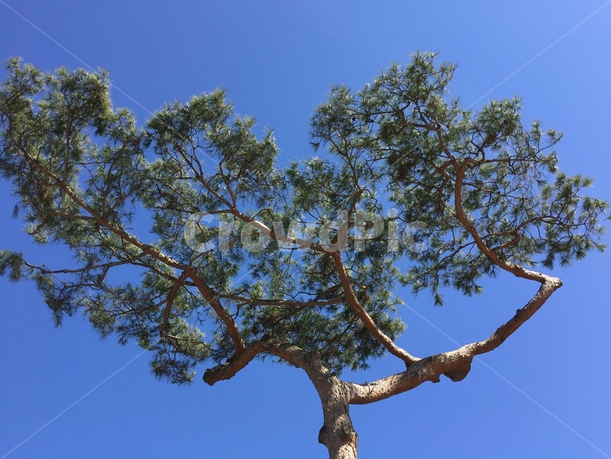 tree,나무,plant,식물,treetrunk,나무줄기,소나무,하늘