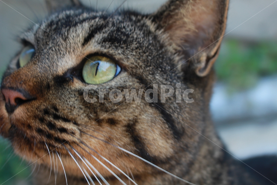 고양이,cat,pet,애완동물,동물,길고양이,코숏,고양이확대샷,동물,animal,포유류,mammal,고양이,cat,kitten,kitty