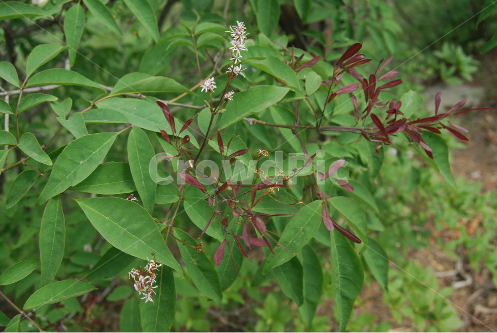 북바위산,국립공원,야생,봄,자연휴양림,식물,자연,plants,nature,꽃,flower