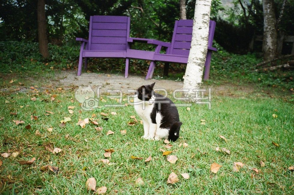 stray cat,Meow,cat,animal