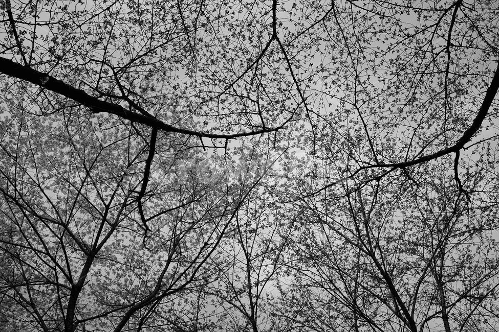흑백,모노톤,나무,잎,가지,하늘,monotone,bw,trees,nature,leaves,branch,실루엣,silhouette,loneliness,solitary,흑백사진,잔가지,식물,자연,plants,nature,나무,trees,wood,흑백,모노톤,monochrome,black and white
