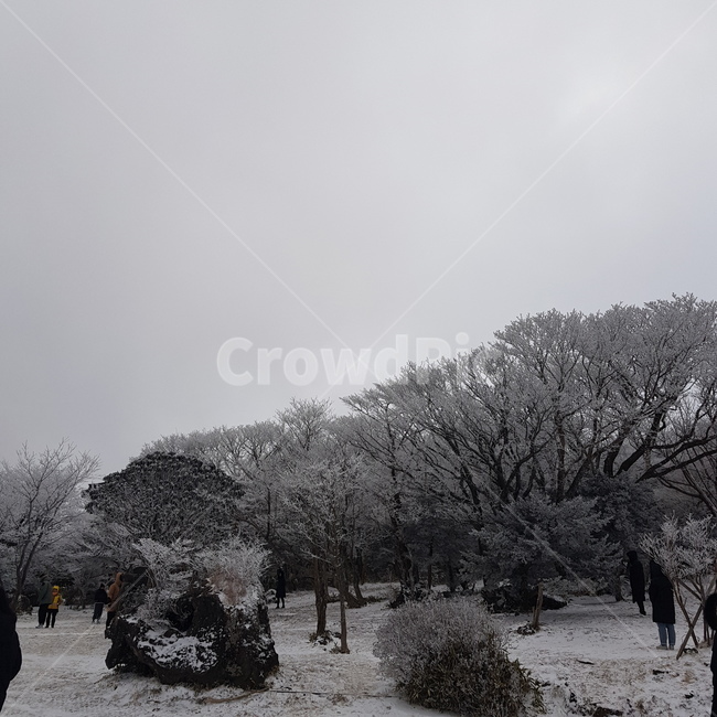 눈,겨울,나무,snow,winter,겨울,계절,winter,season,자연,풍경,nature,landscape,outdoors,옥외