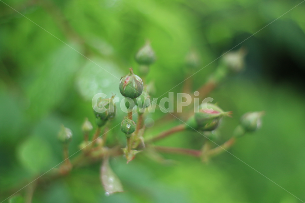 여름,꽃,장미,애증,여왕,식물,자연,plants,nature,꽃,flower
