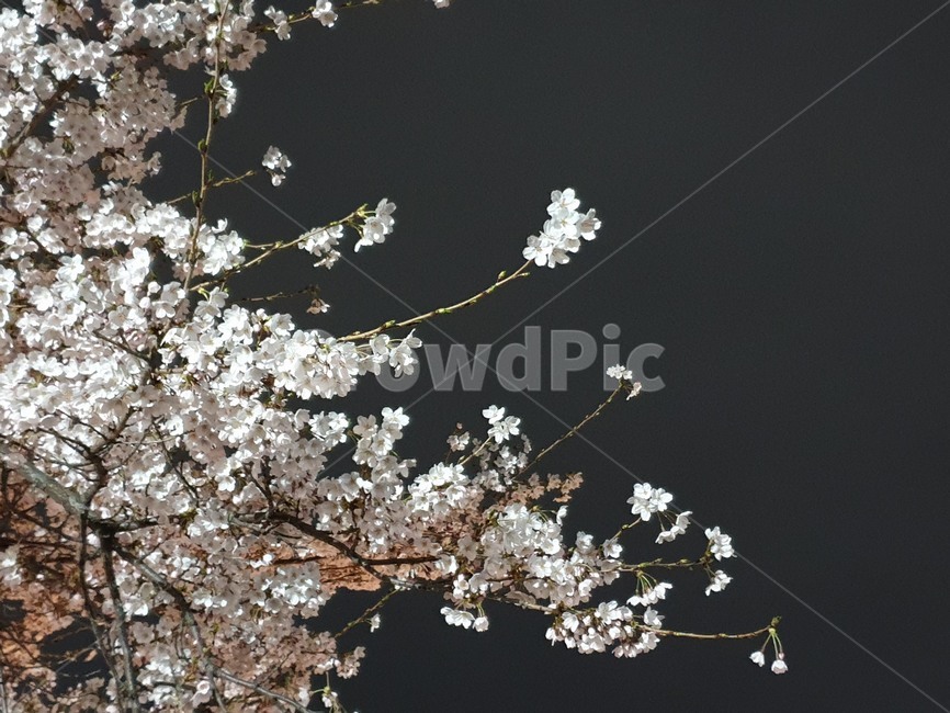 봄,봄꽃,벚꽃,꽃놀이,벚꽃축제,자연,spring,봄,계절,spring,season,plant,식물,flower,꽃,blossom