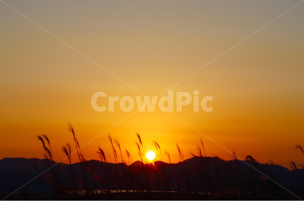 태양,노을,갈대,하늘,sunset,자연,풍경,nature,landscape,outdoors,옥외,grass,잔디,plant,식물