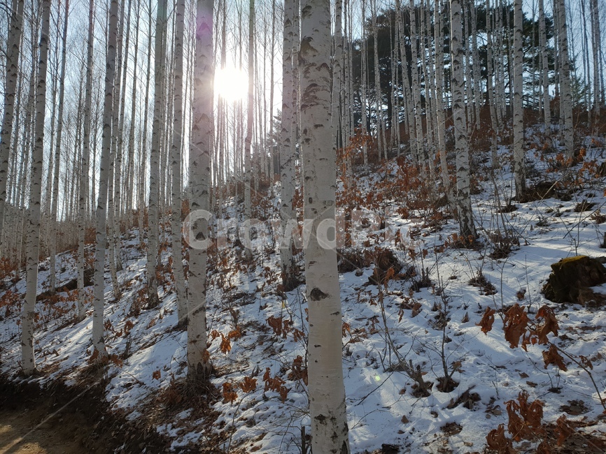 눈,인제,원대리,자작나무,자작나무숲,원대리자작나무,인제자작나무,햇빛,겨울,계절,winter,season