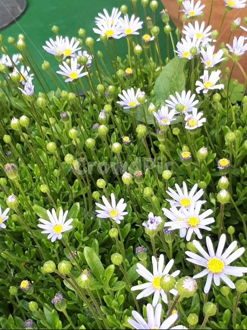 꽃,들판,꽃밭,자연,식물,드넓은,초원,봄,식물,자연,plants,nature,꽃,flower