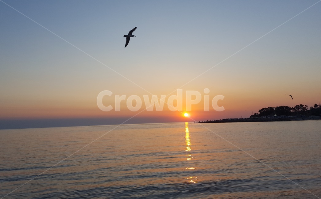 바다,태양,갈매기,sea,sun,seagull