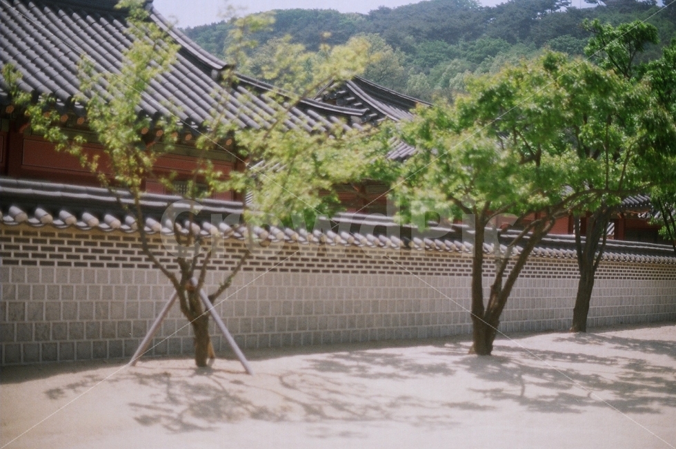 기와집,전통,담장,나무,한옥,필름사진,랜드마크,landmark,tourist attraction,한국전통,한국문화,korean traditional,korean culture