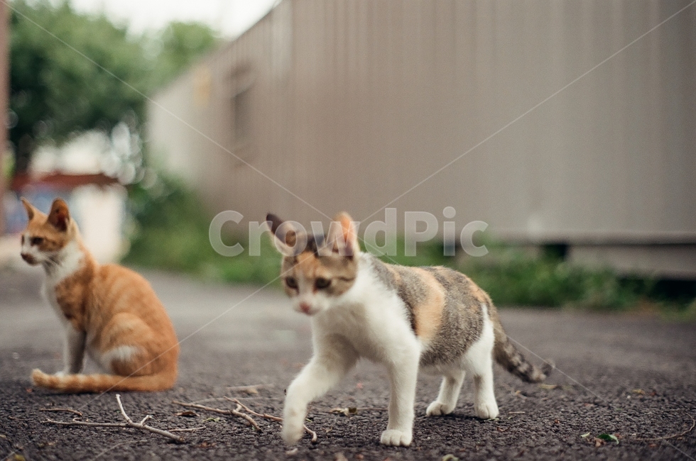 귀여움,야옹,반려동물,cats,mammals,animals,cute,meow,pets,mammal,포유류,cat,고양이,pet,abyssinian,동물,animal,아비시니안,manx,동물,animal,포유류,mammal,고양이,cat,kitten,kitty