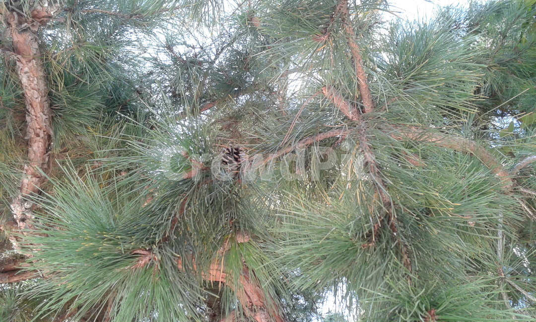 tree,나무,plant,식물,pine,소나무,식물,자연,plants,nature