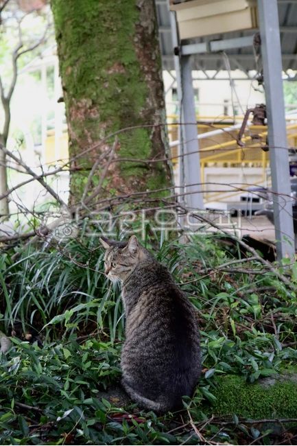 고양이,나무,길고양이,길냥이,동물,초록