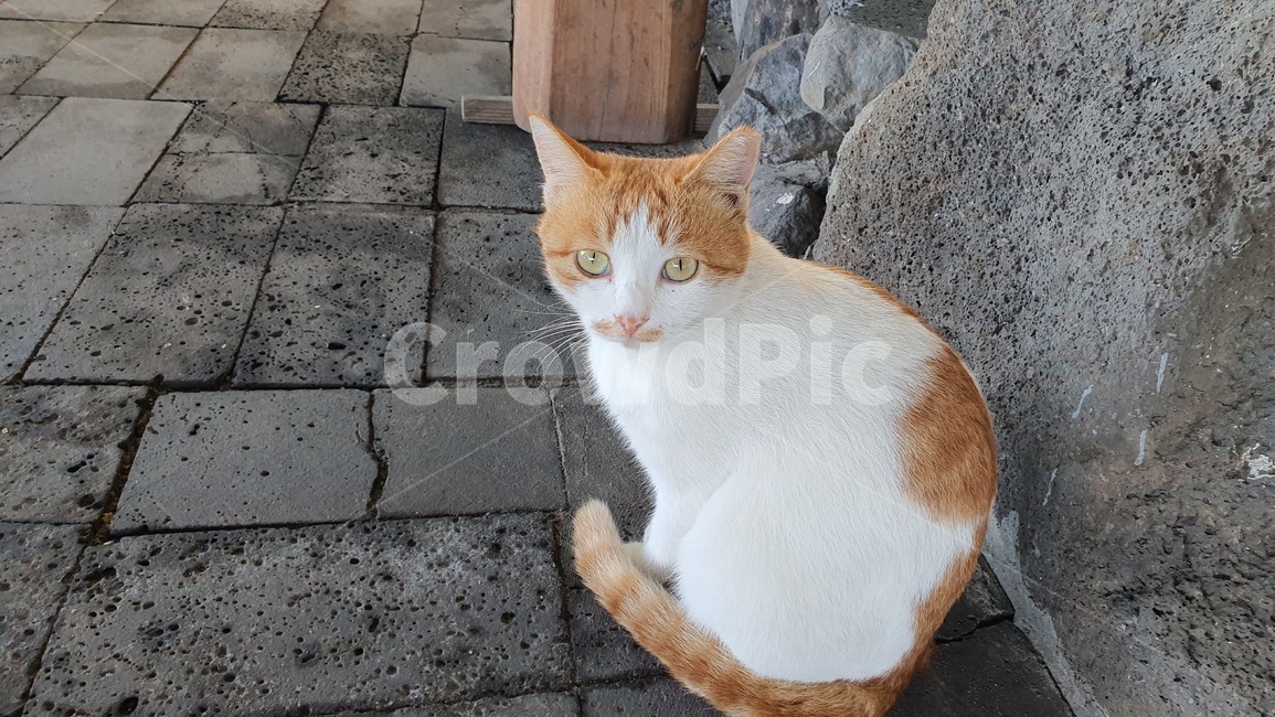 고안ㅇ이,animal,동물,pet,cat,포유류,애완동물,동물,animal,포유류,mammal,고양이,cat,kitten,kitty