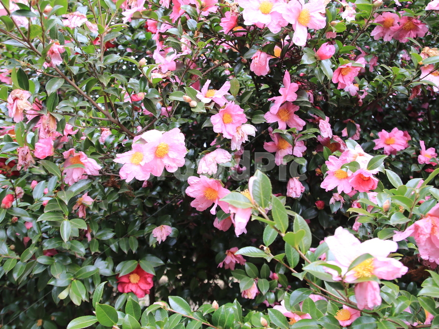 제주도,꽃,자연,겨울,화원,식물,자연,plants,nature,꽃,flower