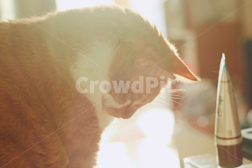 고양이,측면,노을,조명,햇살,따뜻한,동물,animal,포유류,mammal,고양이,cat,kitten,kitty