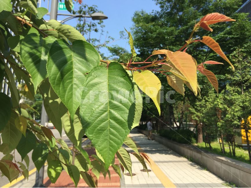 벚나무잎,가로수,큰잎,벚나무,맑은날,알록달록,나뭇잎,자연,풍경,nature,landscape,식물,plants,plant,leaf,잎