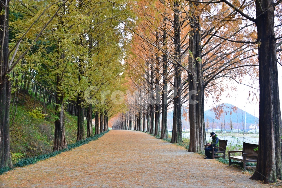 bench,벤치,person,사람,human,인간,path,통로,walkway,보도,plant,식물,tree,나무,treetrunk,나무줄기,담양,메타길,메타스콰이어길,메타길가을,계절,추색,만추,낙옆,낙옆길
