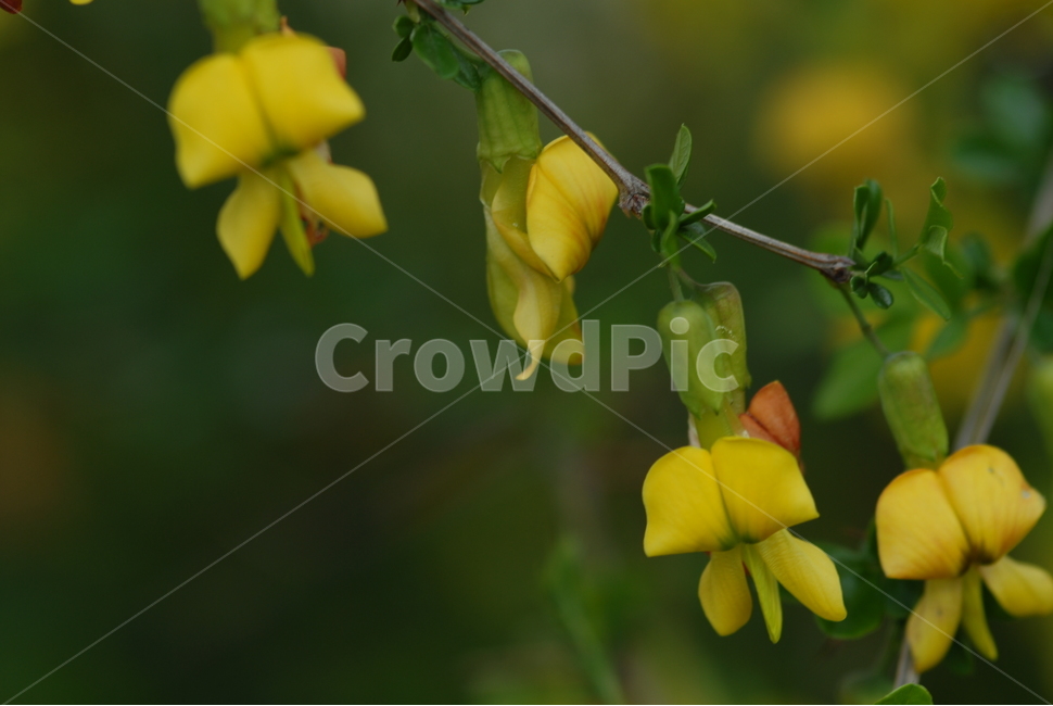 화분,식물,노랑꽃,골담초,야생화,식물,자연,plants,nature,꽃,flower