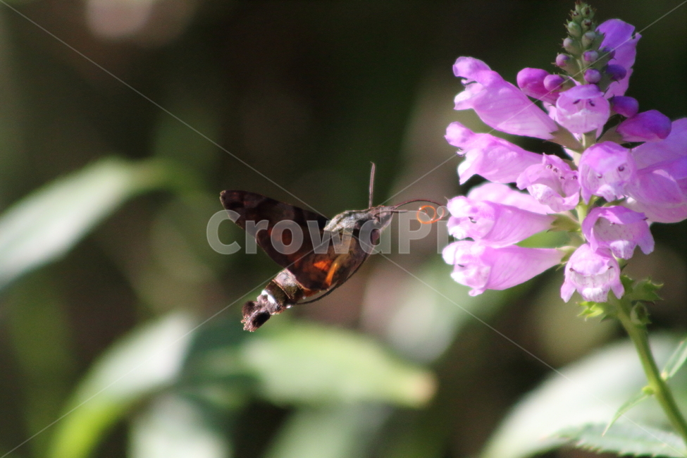 꽃범의꼬리,박각시나방,곤충,hawkmoth,physostegiavirginiana,식물,자연,plants,nature,꽃,flower,동물,animal,곤충,벌레,insect,bug
