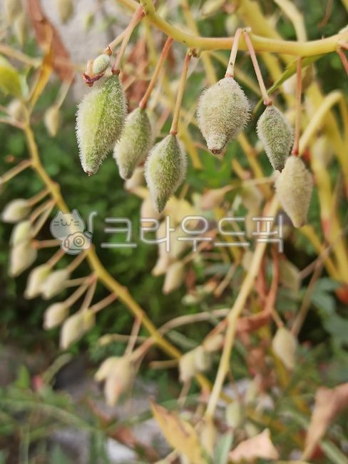 Balsam seeds,seed,balsam,cottage,ornamental plant