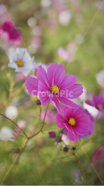 꽃,코스모스,코스모스축제,자주빛,분홍빛,자연,식물,자연,plants,nature,꽃,flower