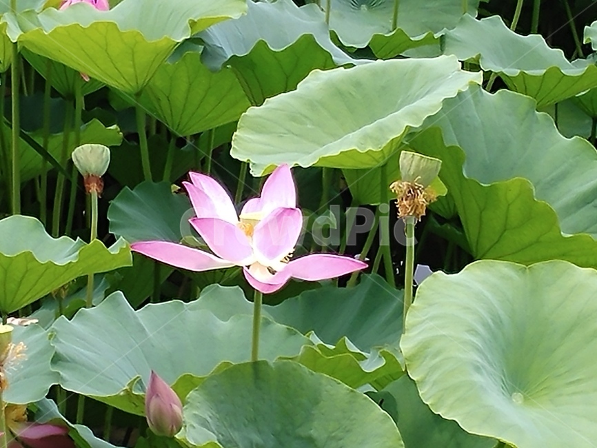 연꽃,lotus,식물,수초,땅속줄기,담수초,련꽃