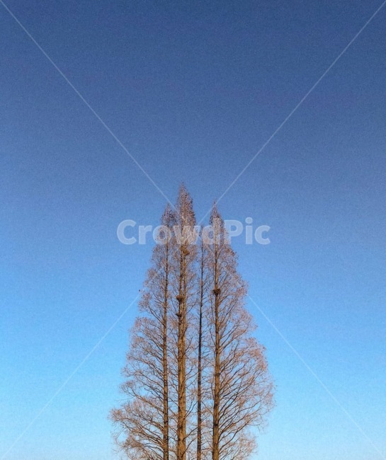 나무,여백,하늘,나뭇가지,tree,sky,자연,풍경,nature,landscape,식물,plants,나무,trees,wood,plant