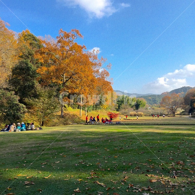 잔디,식물,공원,나무,은행나무,단풍나무,들판,휴식,학생,가을,소풍,도시락,자연,홍엽,시골,풍경