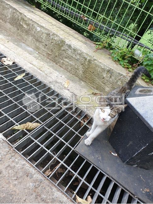 고양이,길고양이,알록달록,새끼고양이,요염한고양이