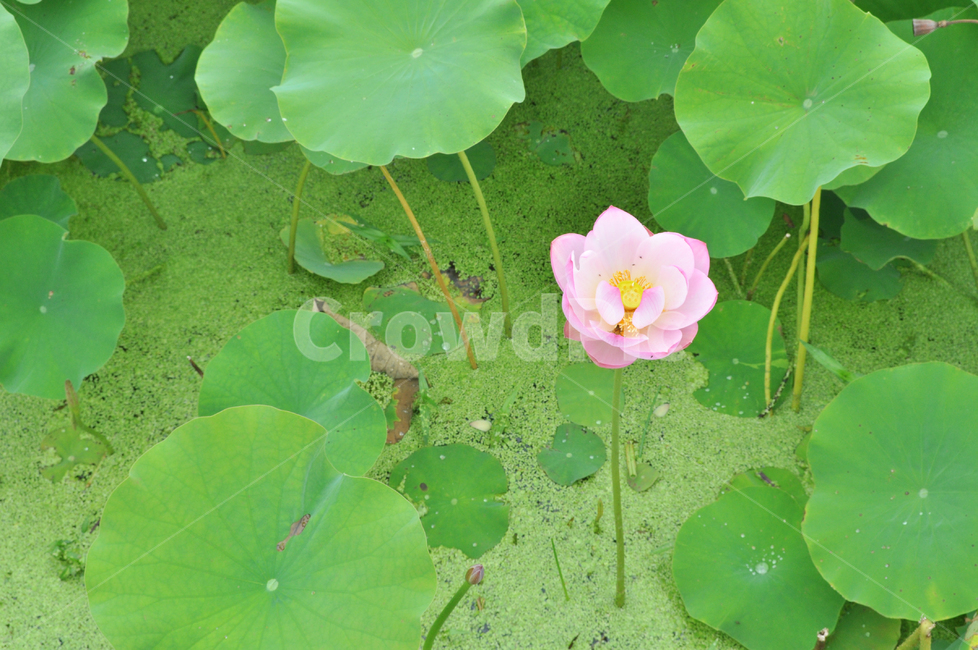 연꽃,lotus,연못,꽃,연잎,여름꽃,자연,flower,pond,안압지,연꽃단지,식물,자연,plants,nature,꽃,flower