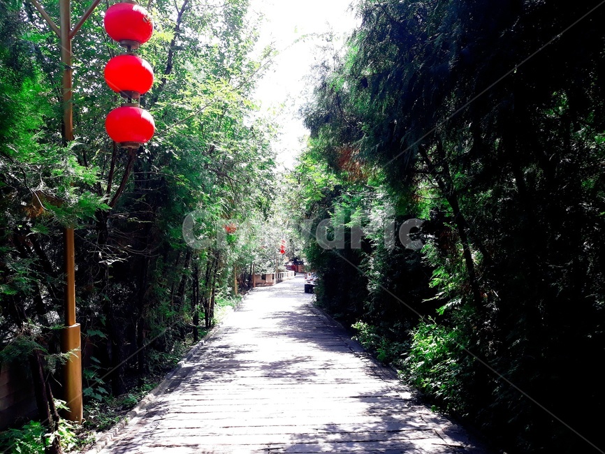 산책,여유로움,나무,햇살,stroll,tree,sunlight
