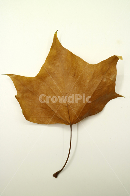 낙엽,가을,나뭇잎,잎,잎사귀,계절,식물,자연,낙엽잎,fallenleaves,deadleaves,오브젝트,누끼,가을낙엽,가을,계절,fall,autumn,season,plant,leaf,tree,나무