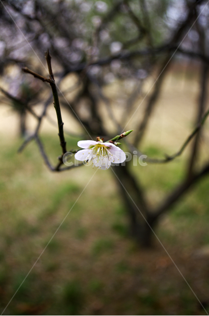 식물,plant,자연,nature,꽃,flower,매화,봄,spring,계절,식물,자연,plants,nature,꽃,flower