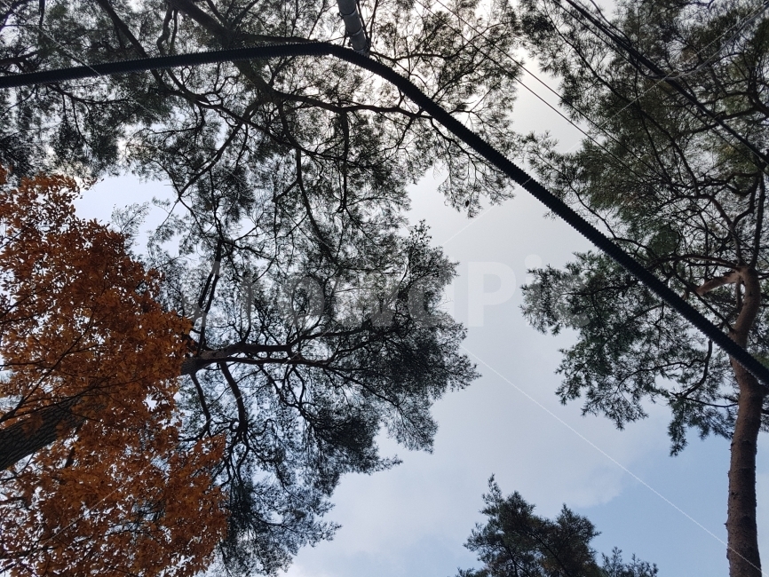 강원도,여행,숲,나무,가을,단풍,풍경,감성,가을,계절,fall,autumn,season,식물,자연,plants,nature,나무,trees,wood,tree,plant,tree trunk,나무 줄기