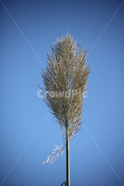 식물,갈대,commonreed,왕갈대,plant,식물,자연,plants,nature