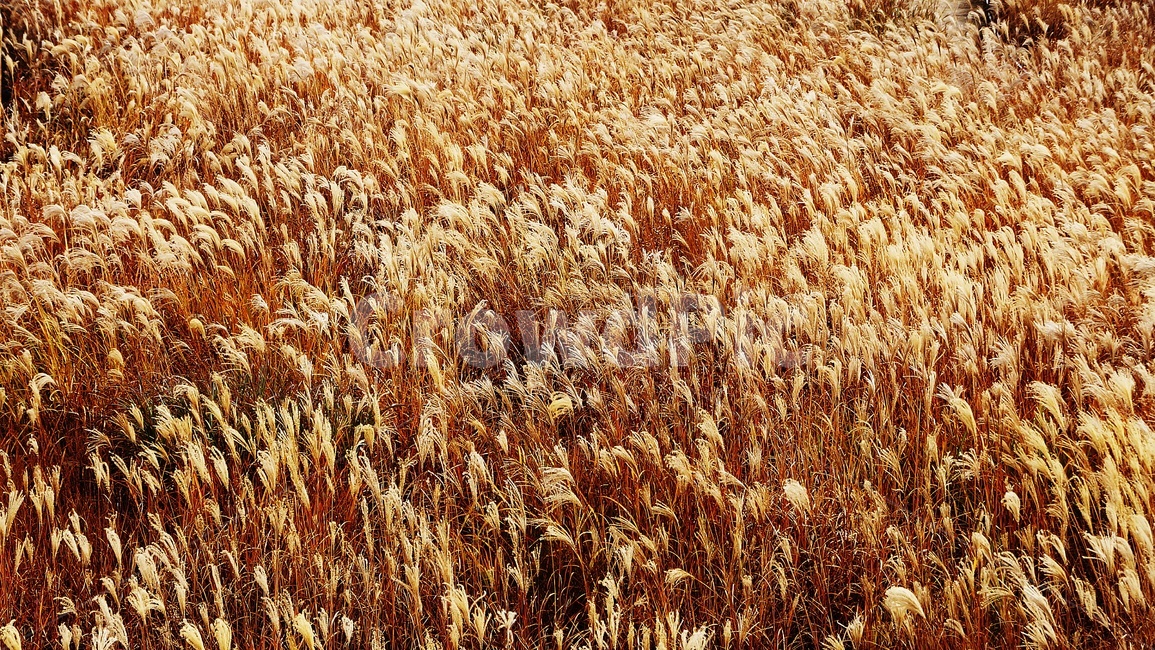 가을,가을풍경,하늘공원,갈대,억세풀,가을,계절,fall,autumn,season,자연,풍경,nature,landscape,plant,식물