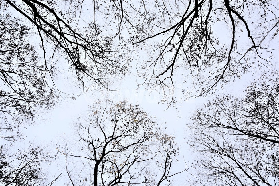 가을,자연,나무가지,가을나무,실루엣,자연,풍경,nature,landscape,tree,나무,plant,식물,tree trunk,나무 줄기
