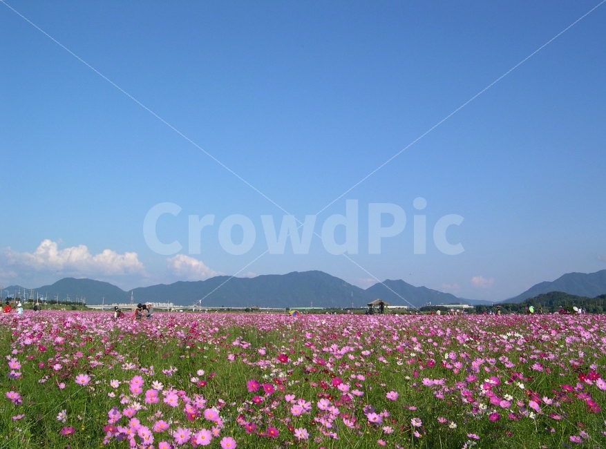 코스모스,가을,풍경,꽃,꽃밭,코스모스밭,landscape,오두막,산,가을풍경,자연,풍경,nature,landscape,가을,계절,fall,autumn,season,grassland,목초지,outdoors,옥외,field,들,farm,농장,rural,농촌,meadow