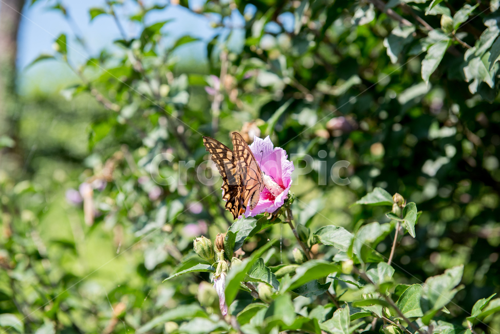 무궁화,나비,호랑나비,꽃,butterfly,곤충,여름,식물,자연,plants,nature,꽃,flower,곤충,벌레,insect,bug