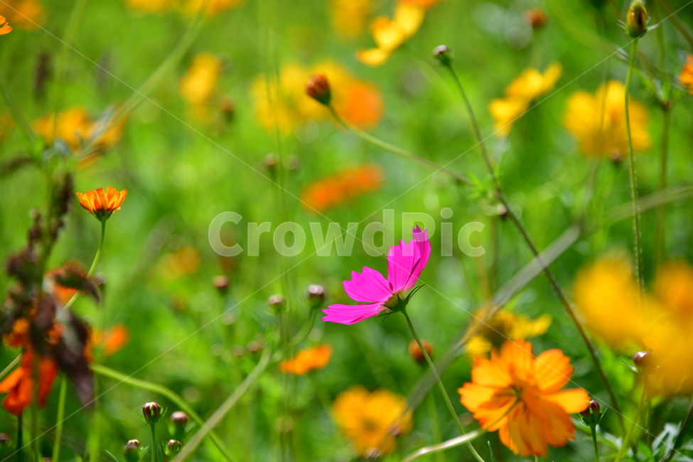코스모스,꽃,가을,식물,자연,plant,flower,식물,자연,plants,nature,꽃,flower